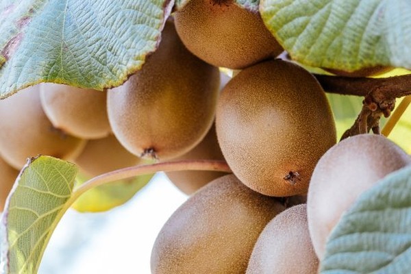 The outlook for NZ Kiwifruit