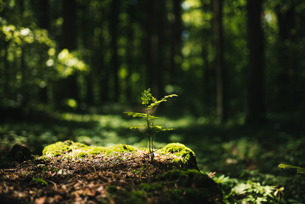 Forestry, carbon and our future