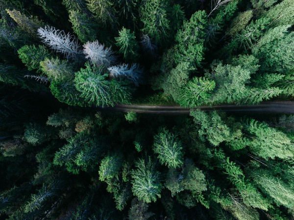 Carbon Market Insight
