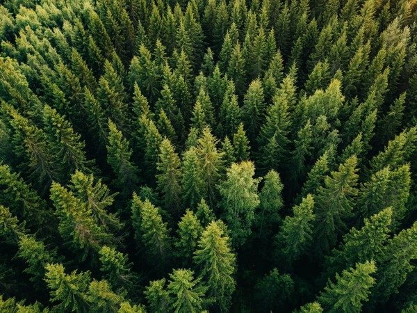 The facts about Carbon Investment