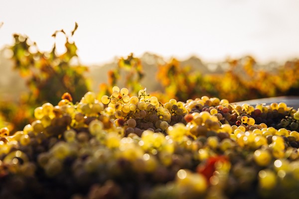 New Zealand Wine Sector Outlook - Webinar Recording